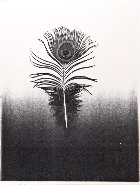 Untitled peacock feather by Pati Hill contemporary artwork Print