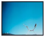 N 520 Fevrier - Mars - Avril 2007 by Jean-Luc Mylayne contemporary artwork photography