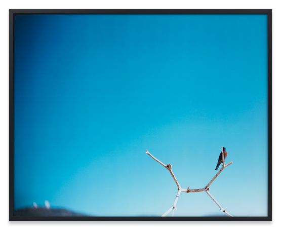 N 520 Fevrier - Mars - Avril 2007 by Jean-Luc Mylayne contemporary artwork Photography