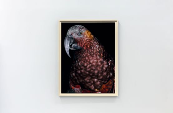 Kaka Nestor meridionalis septentrionalis adultmale Taupo 1988 collection of the Museum ofNew Zealand Te Papa Tongarewa OR. 023872Te Whanganui-a-Tara Wellington Aotearoa NewZealand by Fiona Pardington contemporary artwork Print