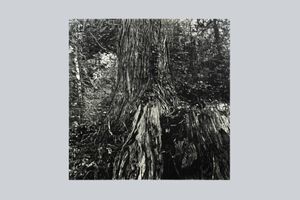 Takeshi Honda