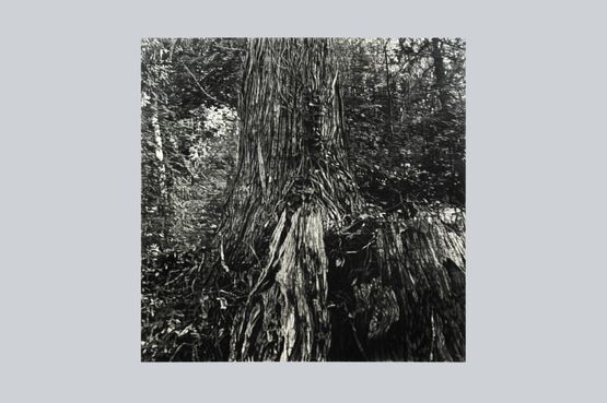Walking in the Mountains - August by Takeshi Honda contemporary artwork Works on Paper