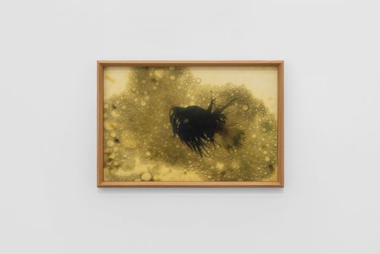 The Betta Cuddle After by Trevor Yeung contemporary artwork Print