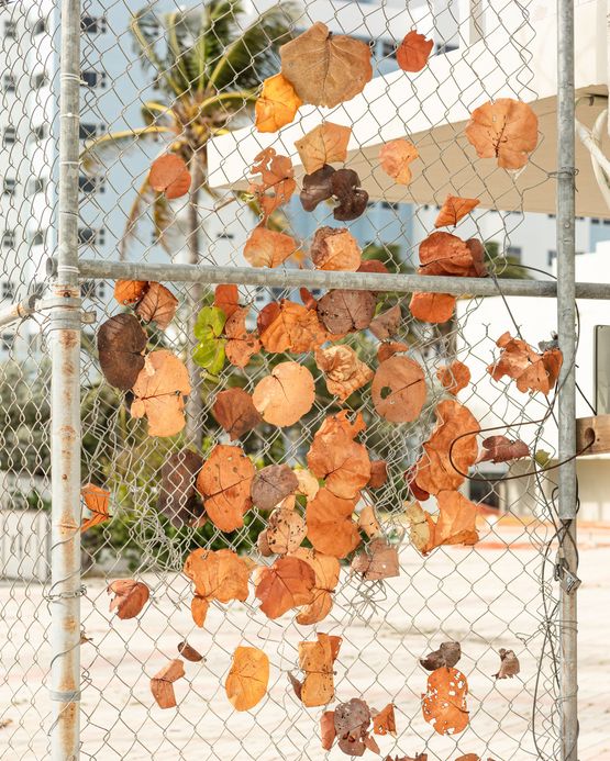 Wind Miami Beach by Anastasia Samoylova contemporary artwork Photography