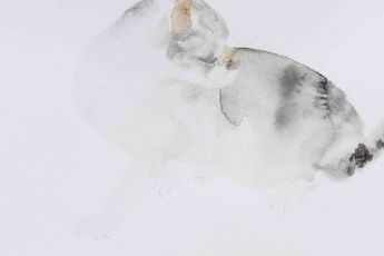 Yuping Wang contemporary artist
