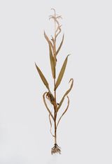 Zea Mays by Julius Von Bismarck contemporary artwork sculpture