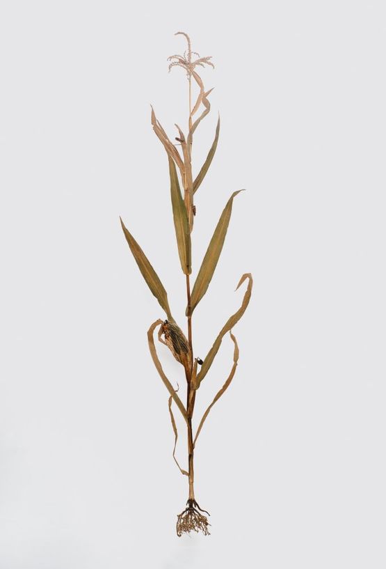 Zea Mays by Julius Von Bismarck contemporary artwork Sculpture