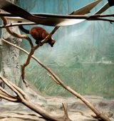 Lemur and Painted Landscape by Eric Pillot contemporary artwork drawing photography print works on paper