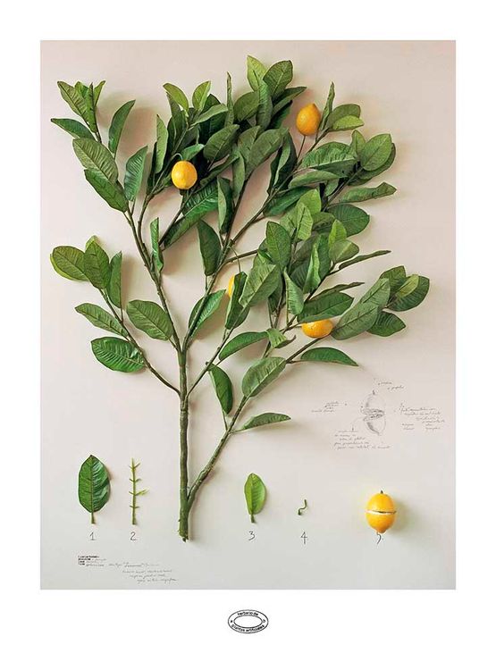 Herbario de Plantas Artificiais A taxonomie by Alberto Baraya contemporary artwork Painting