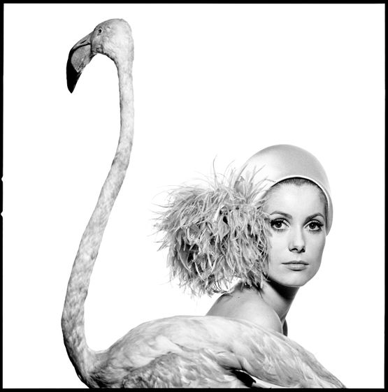 Catherine Deneuve Flamingo by David Bailey contemporary artwork Print