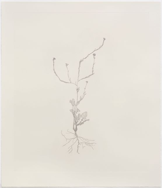 Shortpod Mustard 2 Out of Place by Michael Landy contemporary artwork Print