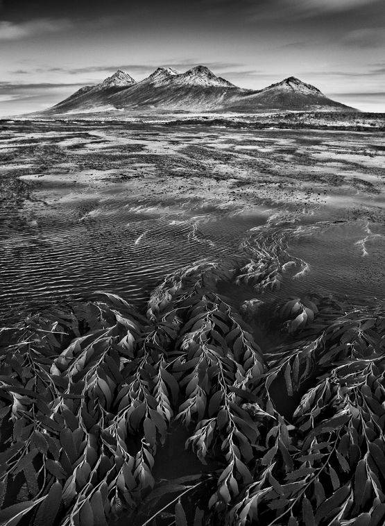 Marine algae known as giant bladder kelp the mountains of Steeple Jason Island are visible in the background Falkland Islands by Sebastiao Salgado contemporary artwork Print