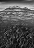 Marine algae known as giant bladder kelp the mountains of Steeple Jason Island are visible in the background Falkland Islands by Sebastiao Salgado contemporary artwork Print