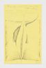 No Title by Faith Wilding contemporary artwork Works on Paper