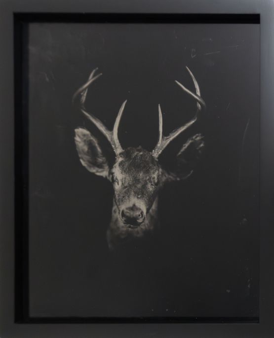 Etherized objects 72 by Raena Abella contemporary artwork Photography