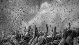 The celebration of Holi at Banke Bihari Temple. Vrindavan P66-67 India by Palani Mohan contemporary artwork photography print