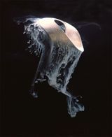 Ryukyu I by Joyce Campbell contemporary artwork photography