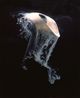 Ryukyu I by Joyce Campbell contemporary artwork Photography