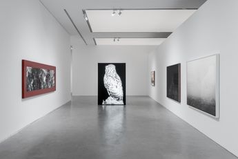 Contemporary art exhibition Robert Zhao Renhui Monuments in the Forest at ShanghART M50 Shanghai China