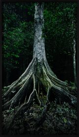 Capinuri 2 Breathing with the Forest by Marshmallow Laser Feast contemporary artwork photography