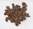 Liquen Aconcagua Aconcagua Lichen by Leo Battistelli contemporary artwork Sculpture