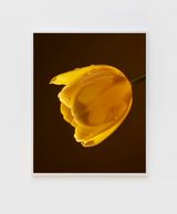 Nor Easter Tulip by Roe Ethridge contemporary artwork print