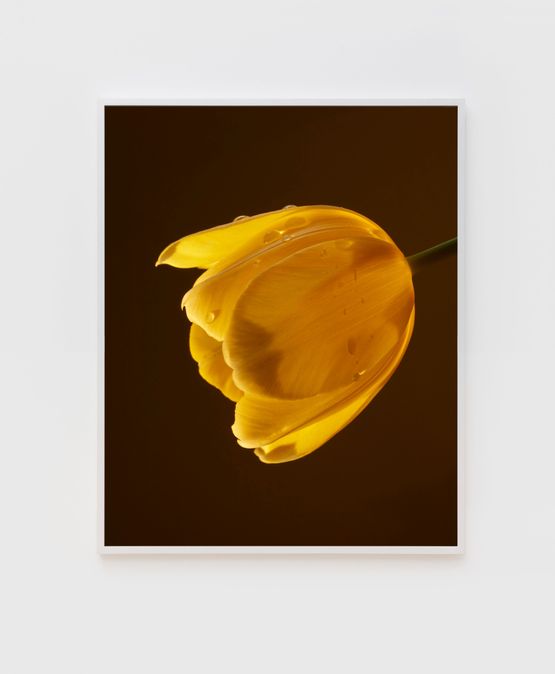 Nor Easter Tulip by Roe Ethridge contemporary artwork Print