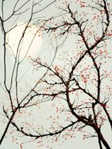 The Other Day M III by Sonja Braas contemporary artwork photography