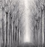Tunnel of Poplars Boretto Reggio Emilia Italy by Michael Kenna contemporary artwork photography