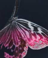 Cyborg Butterfly 7 by Yoshiaki Nakamura contemporary artwork painting