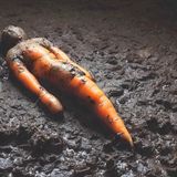 Root V by Willem De Rooij contemporary artwork photography print