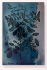 Plants Bleed Lakes Indigo by Janet Laurence contemporary artwork sculpture