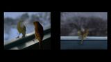 Breathing Bird by David Claerbout contemporary artwork moving image