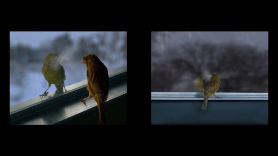Breathing Bird by David Claerbout contemporary artwork Moving Image