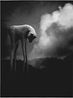 Catch It Outside 35 by Wong Weng Cheong contemporary artwork Print