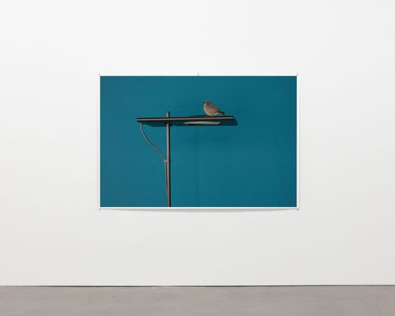 Junger Hausrotschwanz 2022 by Wolfgang Tillmans contemporary artwork Photography