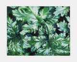 Acanthus B by Kaoru Ueda contemporary artwork painting