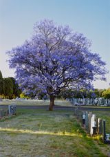 Jacaranda III Westpark Cemetary by Mikhael Subotzky contemporary artwork print