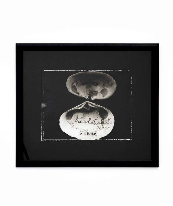 D63.32 Taiwhatiwhati or Roroa Otago Paphies Australis Gemelin 1790 D63.28 Pipi North Island Roroa South Island Paphies Australis Gremlin 1790 by Fiona Pardington contemporary artwork Photography