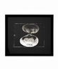 D63.32 Taiwhatiwhati or Roroa Otago Paphies Australis Gemelin 1790 D63.28 Pipi North Island Roroa South Island Paphies Australis Gremlin 1790 by Fiona Pardington contemporary artwork Photography