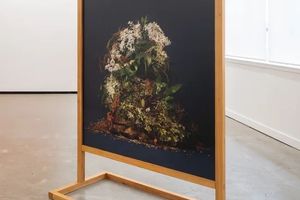 Ann Shelton