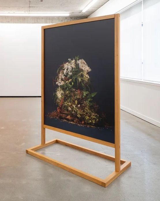 She could lie on her back and sink ginger imbir Asian ginger zingiber Once upon a time forest floor Elder Black Elder Boor Tree Elderberry Elder Bush Pipe Tree European Elderberry Bour Tree Hylder Hylantree Eldrum Hollunder Su- reau Hi by Ann Shelton contemporary artwork Print