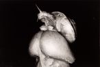 Untitled from Erotos by Nobuyoshi Araki contemporary artwork Photography