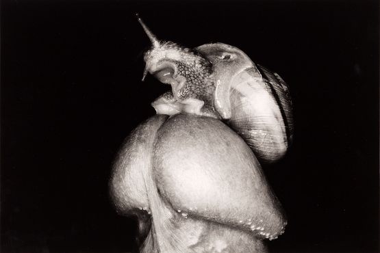 Untitled from Erotos by Nobuyoshi Araki contemporary artwork Photography