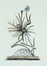 Auffallige Bedeckt- und Nacktsamer 17 by Hartmut Neumann contemporary artwork drawing works on paper