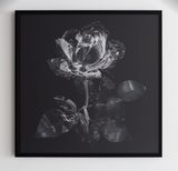 Glass Rose by Hye Rim Lee contemporary artwork photography print