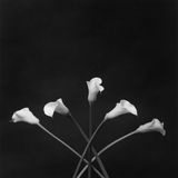 Calla Lilies by Robert Mapplethorpe contemporary artwork photography