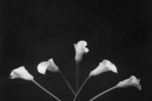 Robert Mapplethorpe