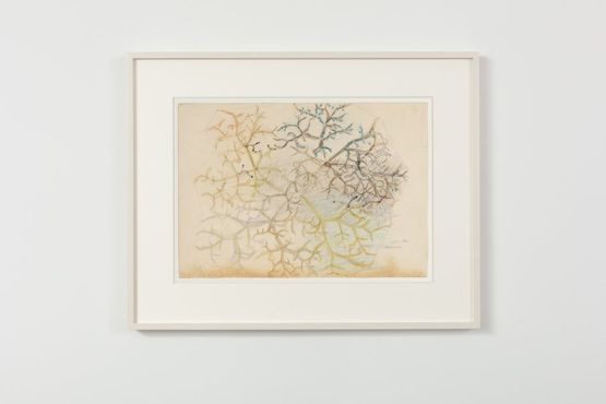 Untitled Elderflower by Stefan Bertalan contemporary artwork Works on Paper
