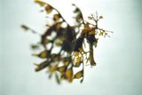 Leaves swim SHIF 010 by Shimabuku contemporary artwork photography print